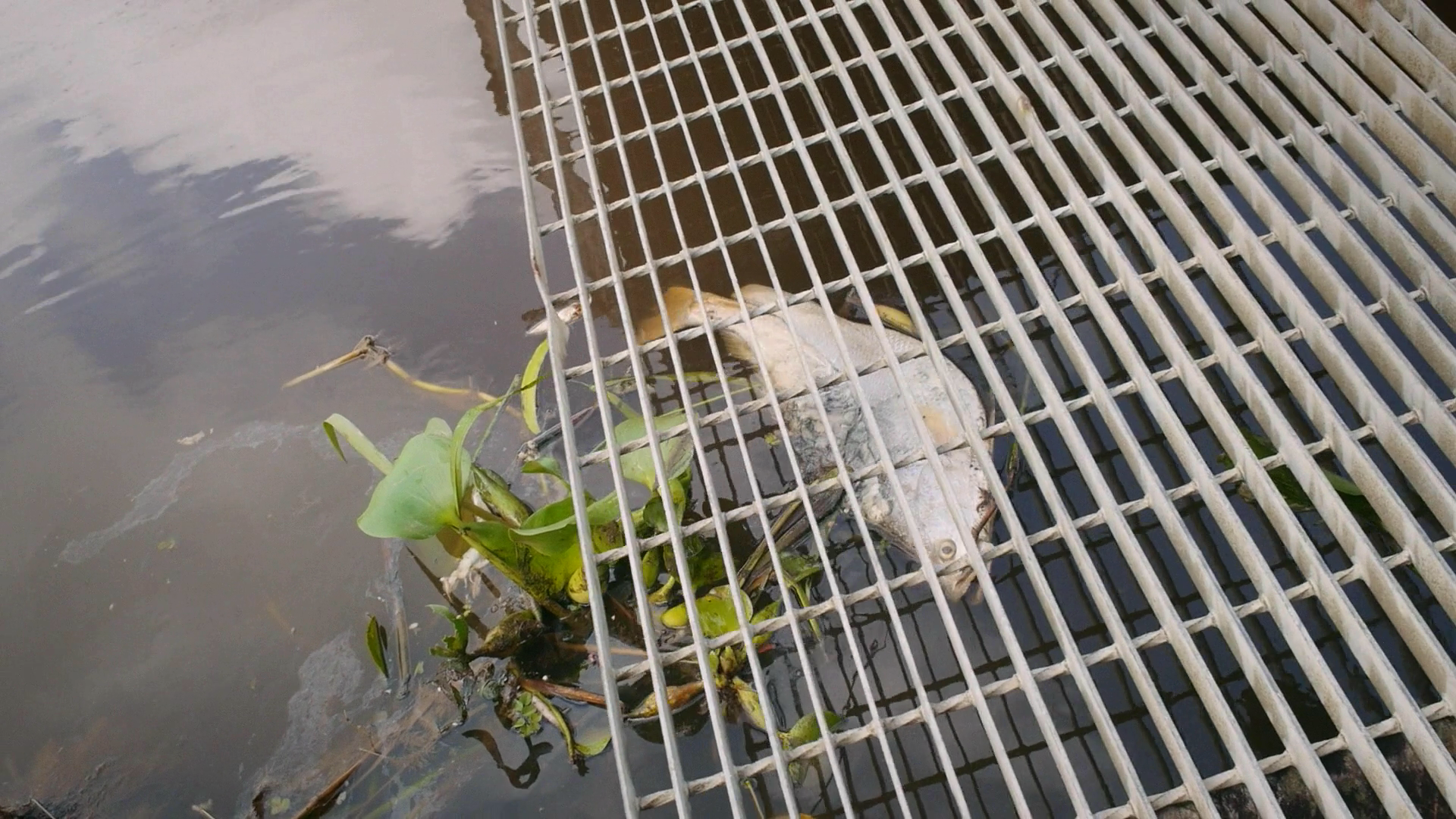 委内瑞拉往事剧照的剧照