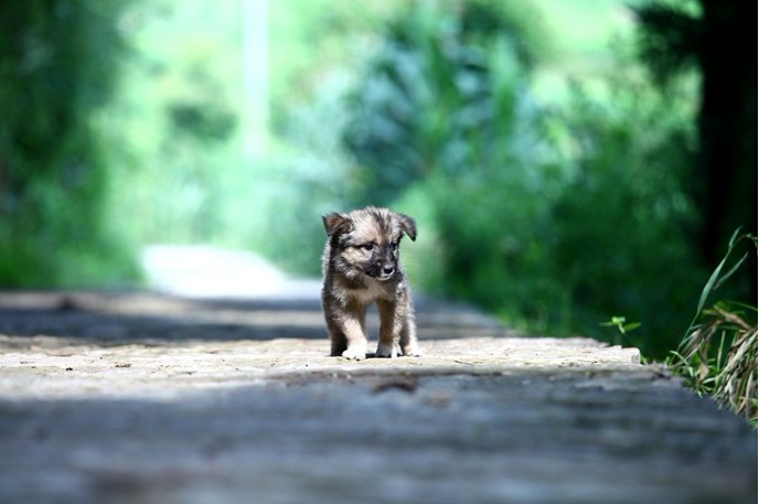 小毛快跑剧照的剧照