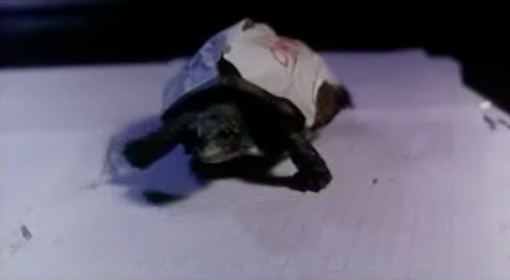 新房客剧照的剧照