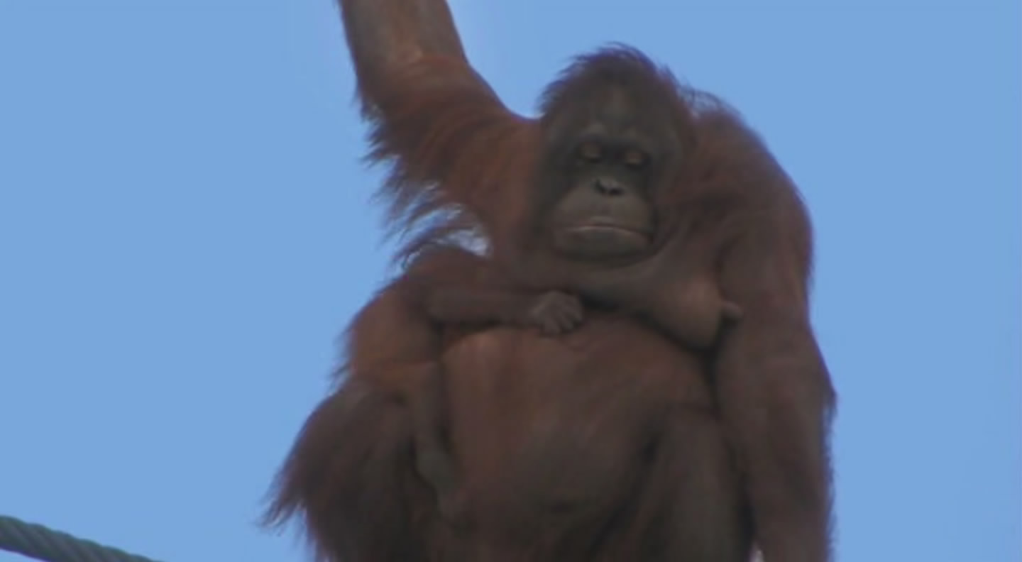 旭山动物园物语：空中飞翔的企鹅剧照的剧照