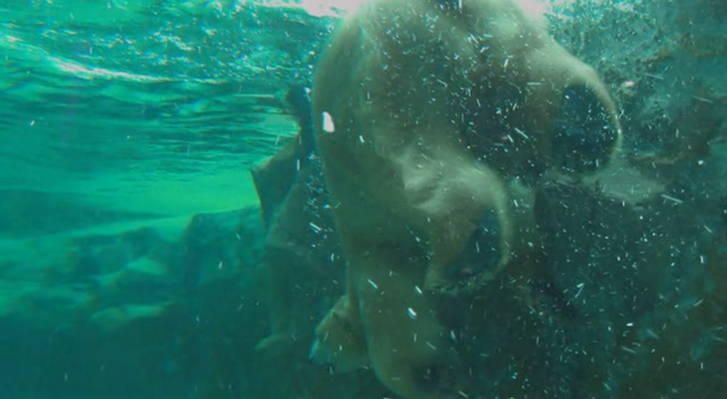 旭山动物园物语：空中飞翔的企鹅剧照的剧照