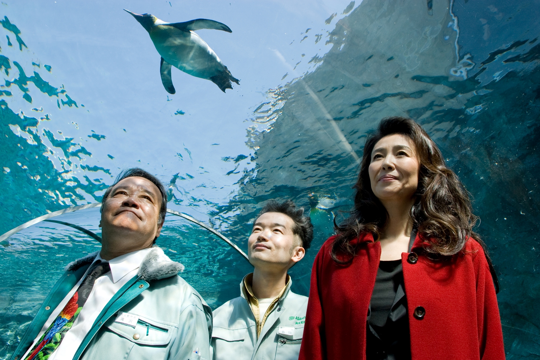 旭山动物园物语：空中飞翔的企鹅剧照的剧照