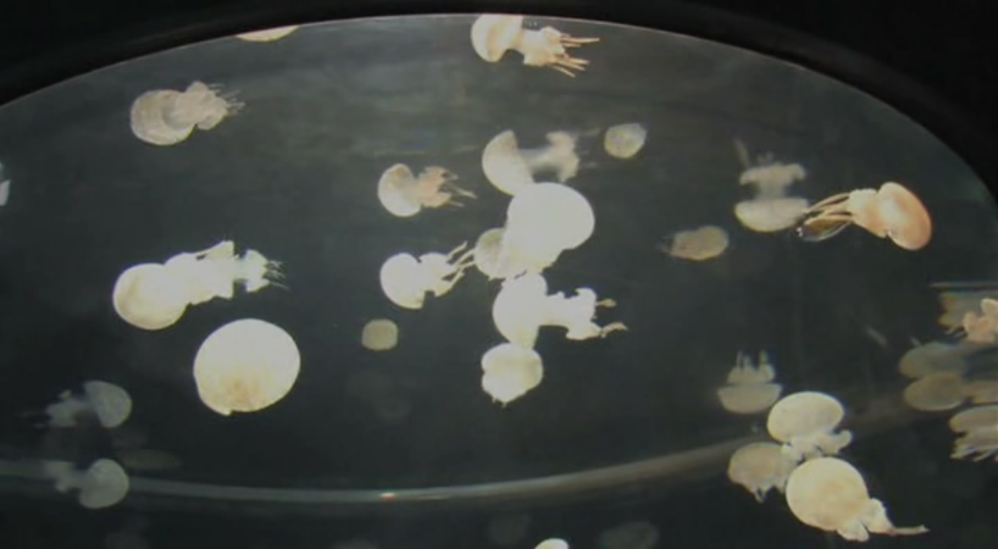 旭山动物园物语：空中飞翔的企鹅剧照的剧照