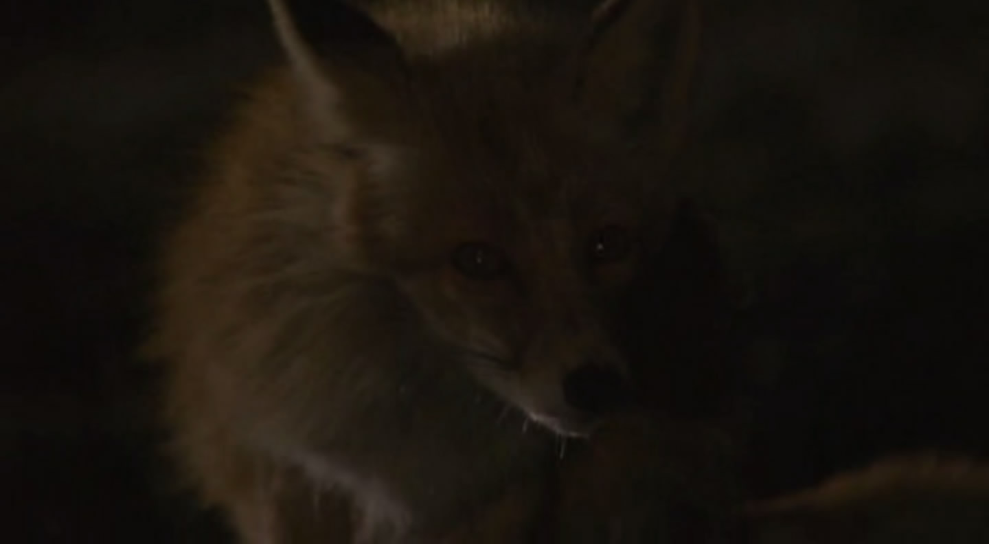 旭山动物园物语：空中飞翔的企鹅剧照的剧照