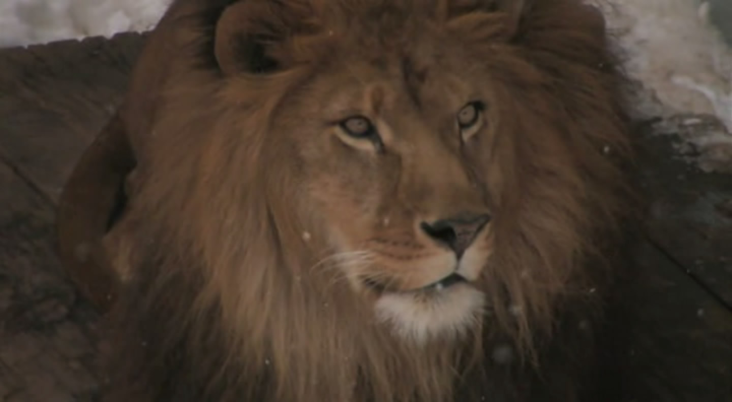 旭山动物园物语：空中飞翔的企鹅剧照的剧照