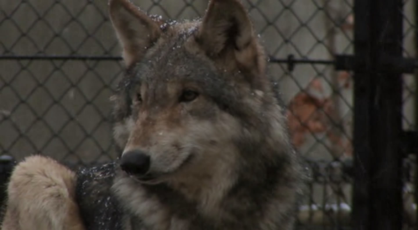 旭山动物园物语：空中飞翔的企鹅剧照的剧照