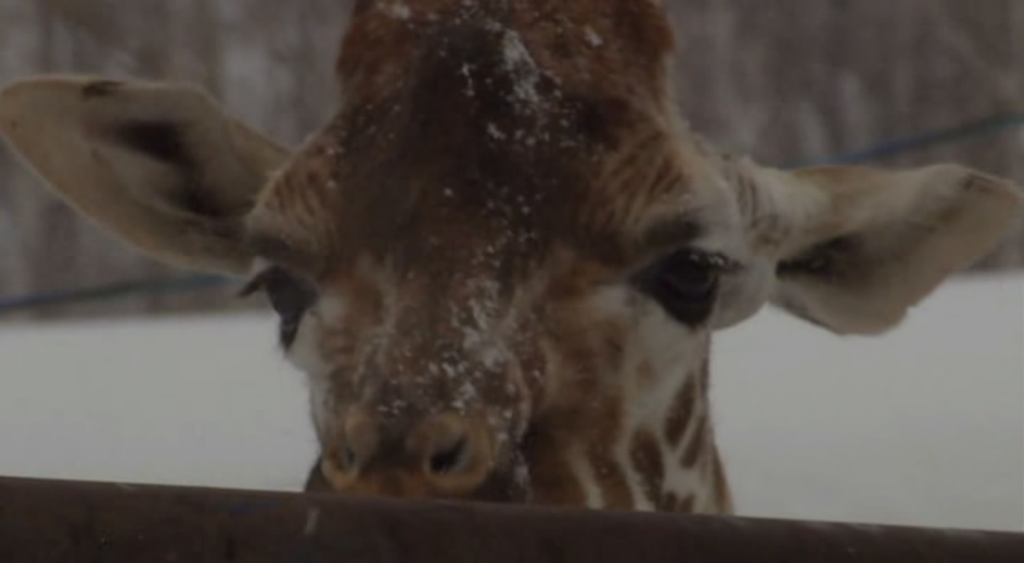 旭山动物园物语：空中飞翔的企鹅剧照的剧照