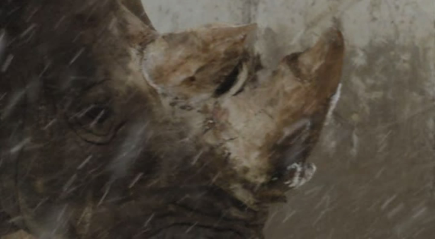 旭山动物园物语：空中飞翔的企鹅剧照的剧照