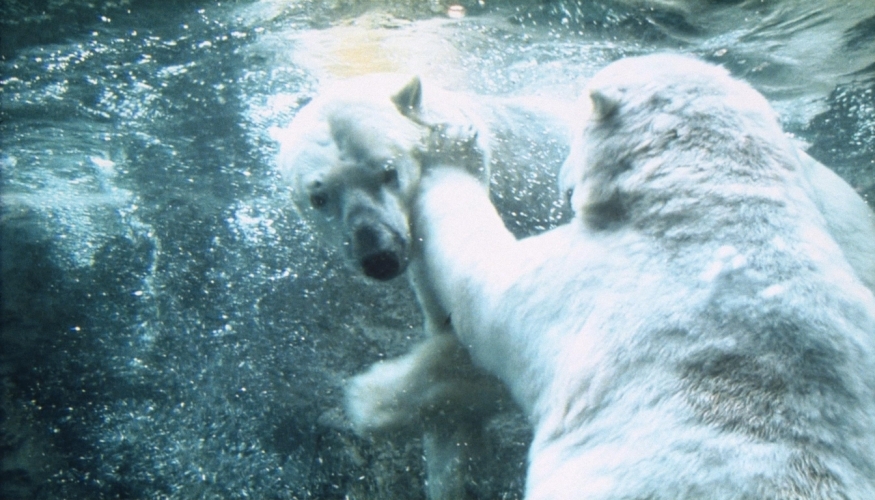 旭山动物园物语：空中飞翔的企鹅剧照的剧照