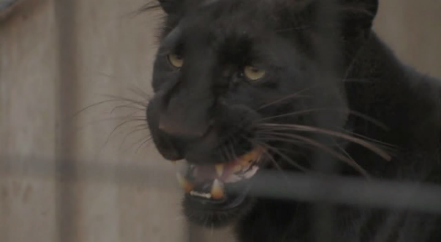 旭山动物园物语：空中飞翔的企鹅剧照的剧照