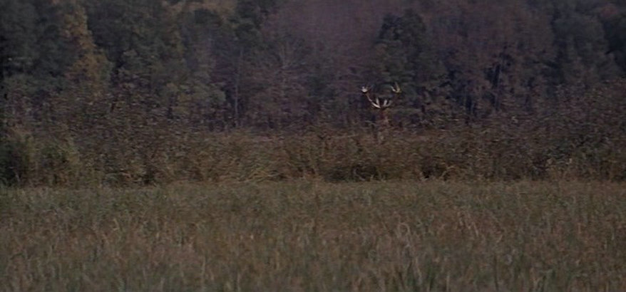 黄金鹿角剧照的剧照