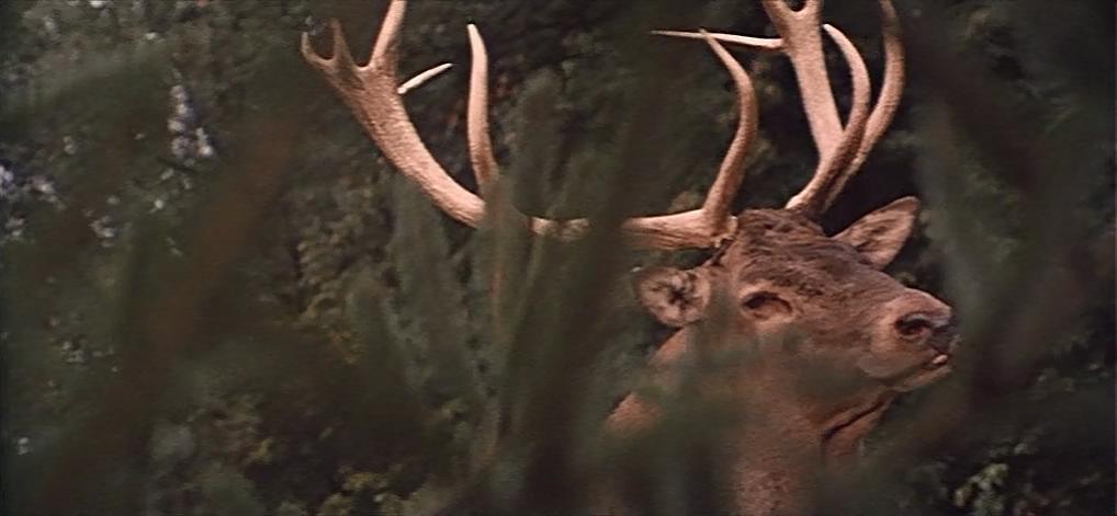 黄金鹿角剧照的剧照