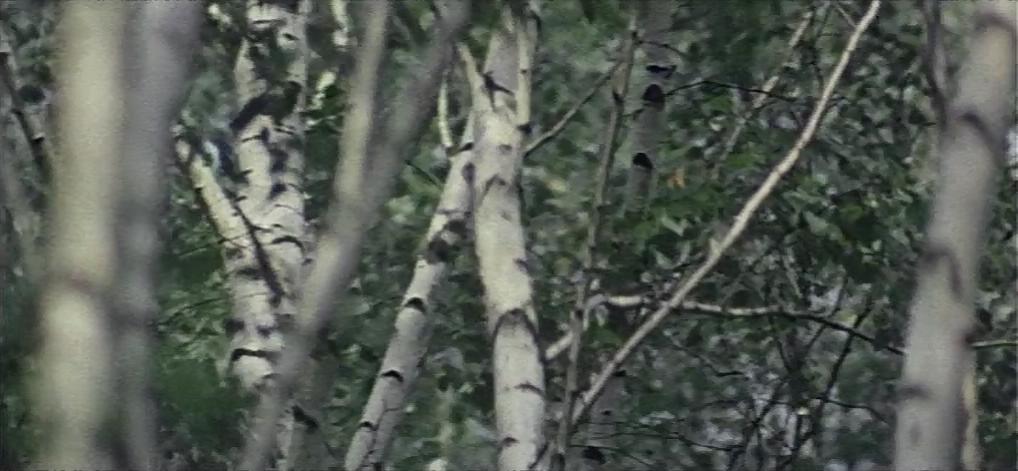 黄金鹿角剧照的剧照