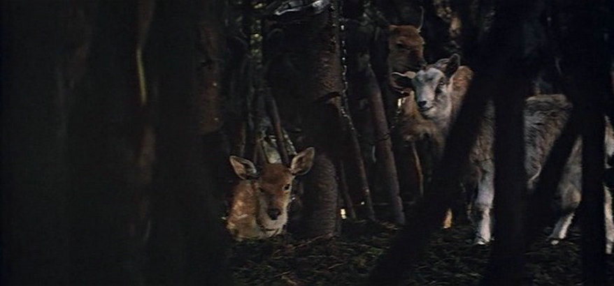 黄金鹿角剧照的剧照