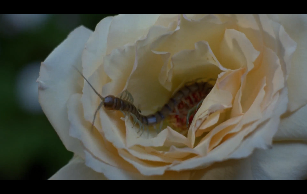 风骚坏姊妹剧照的剧照