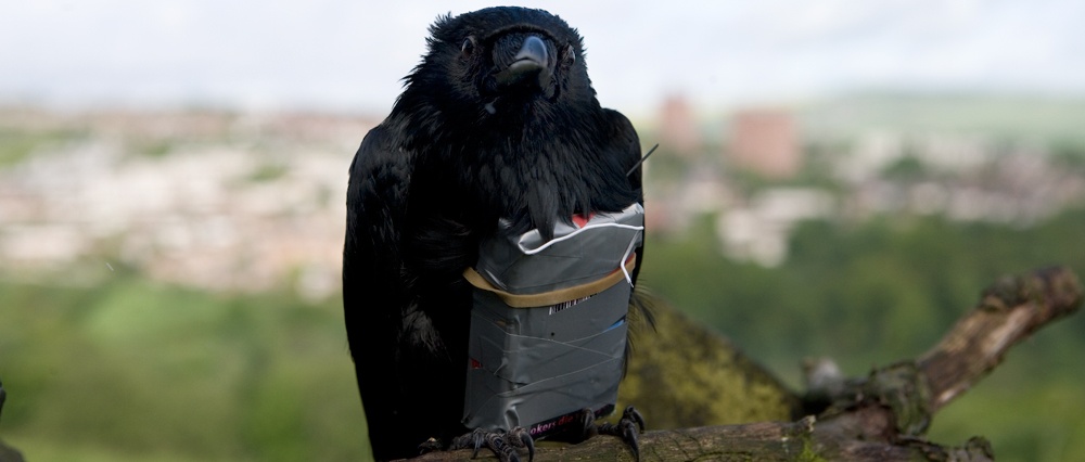 四头狮子剧照的剧照