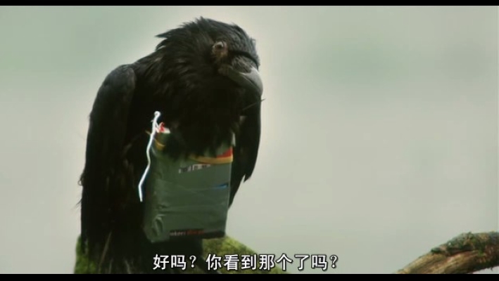 四头狮子剧照的剧照