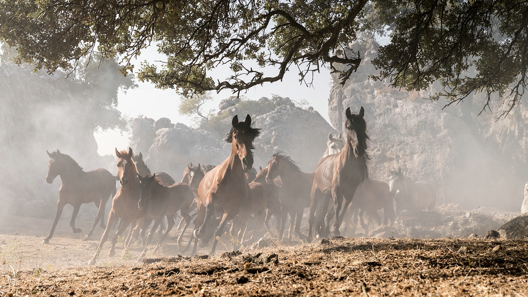 骏马奥斯温4剧照的剧照