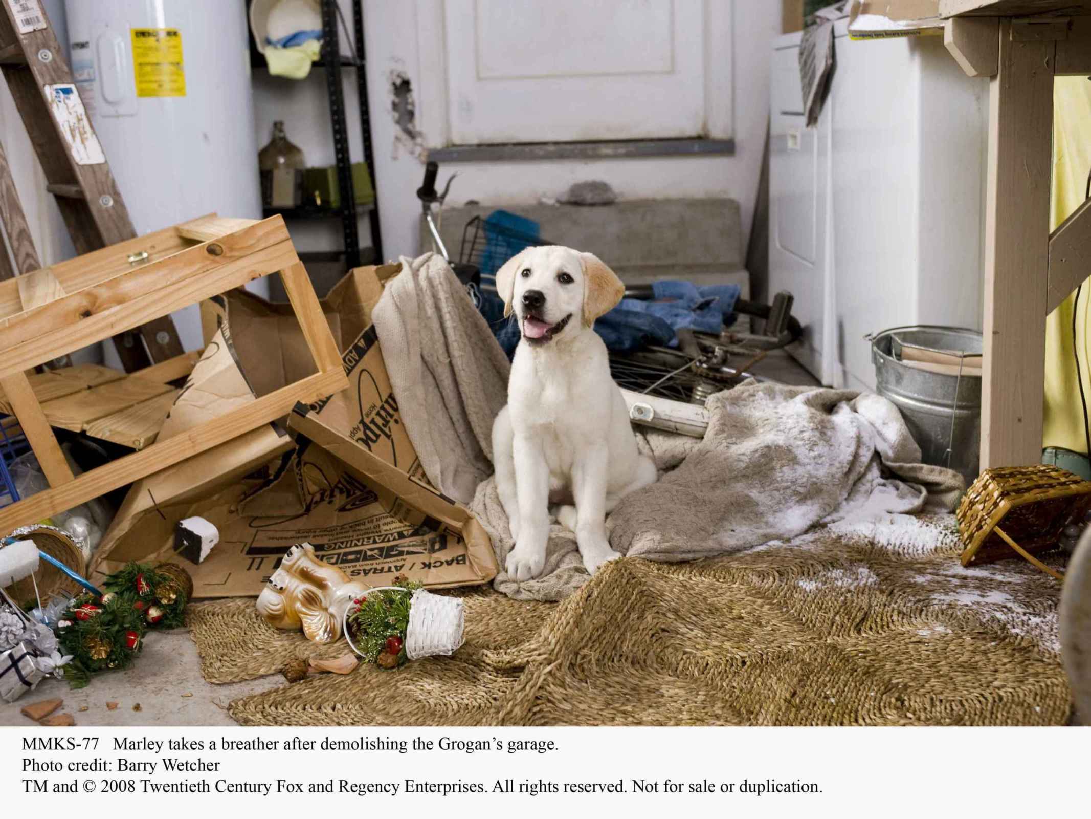 马利和我剧照的剧照