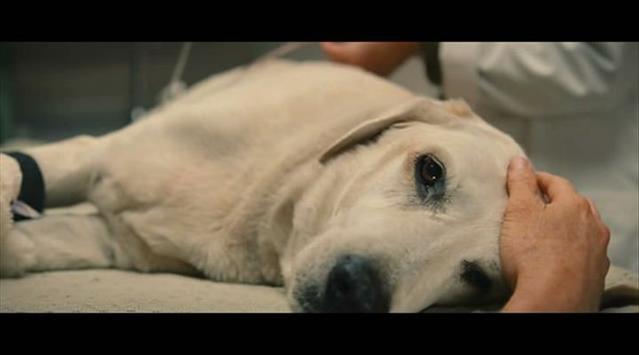 马利和我剧照的剧照