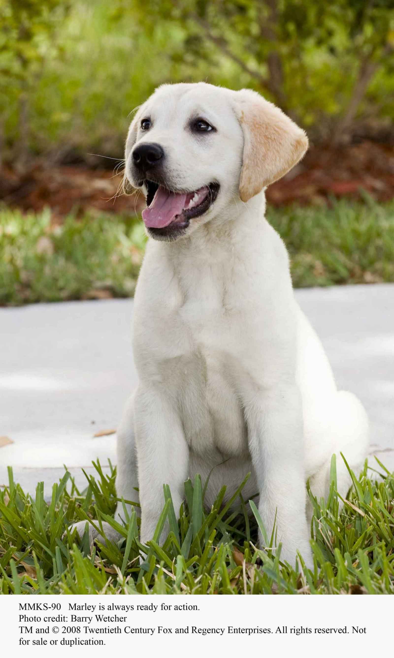 马利和我剧照的剧照