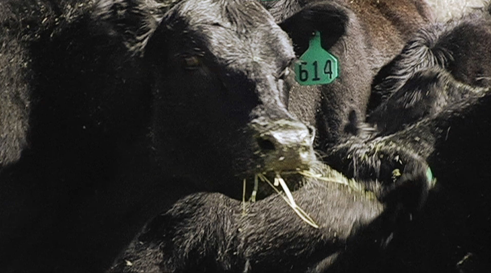 天然气之地剧照的剧照