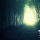 飘摇的竹林剧照