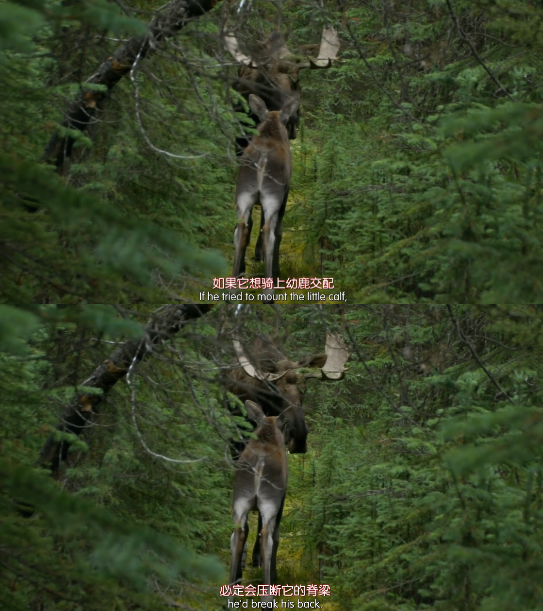 驼鹿生活剧照的剧照