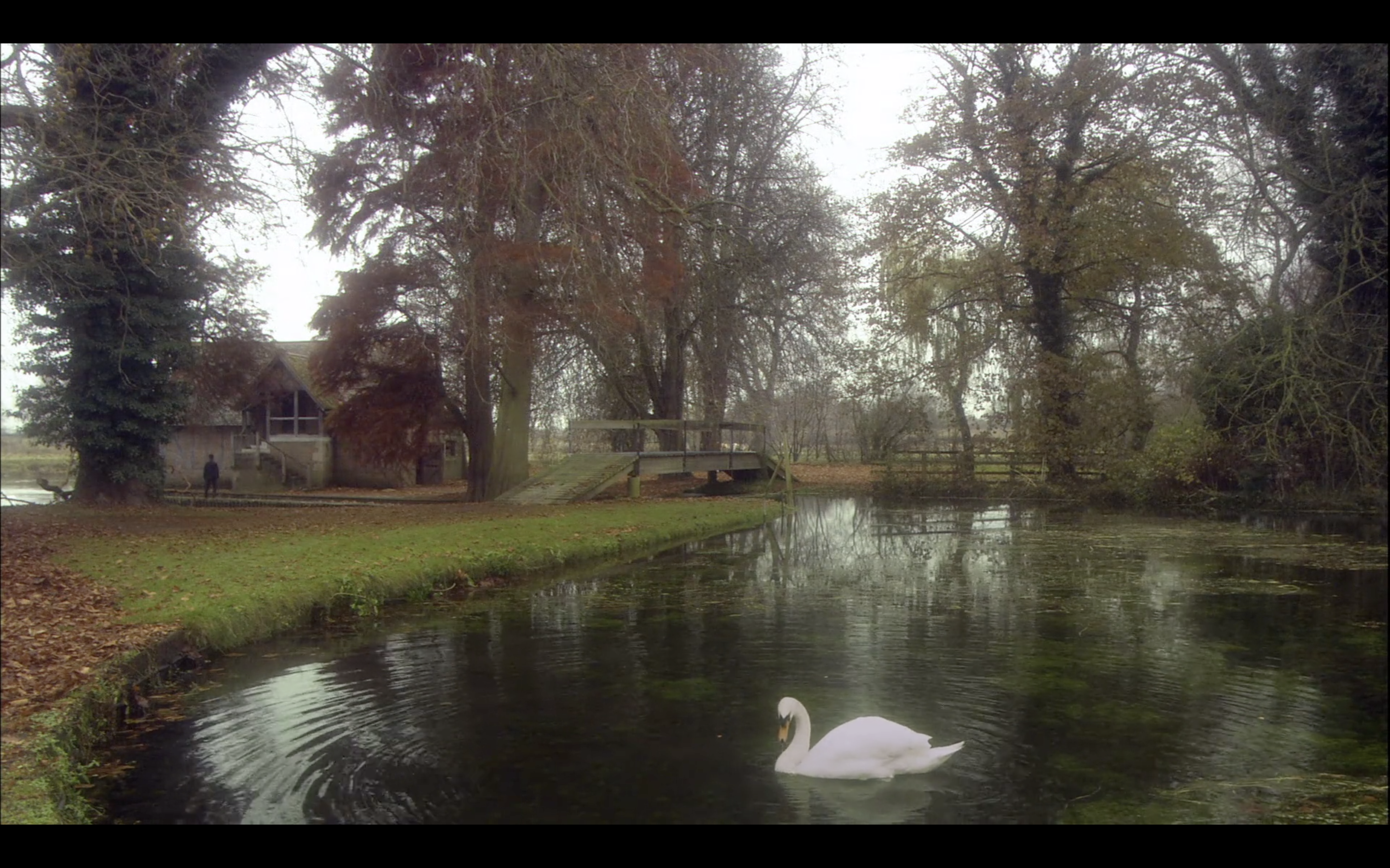 鸽群中的猫剧照的剧照