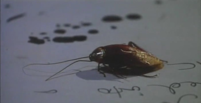 弗兰兹·卡夫卡的美妙人生剧照的剧照