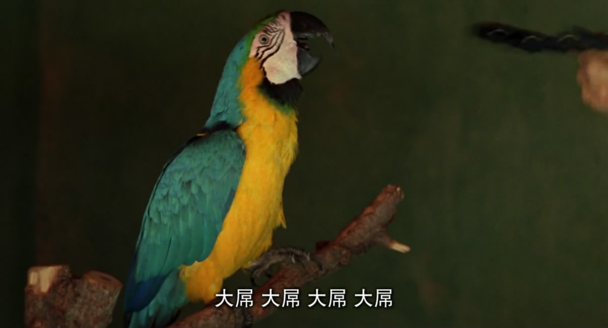 火腿，火腿剧照的剧照