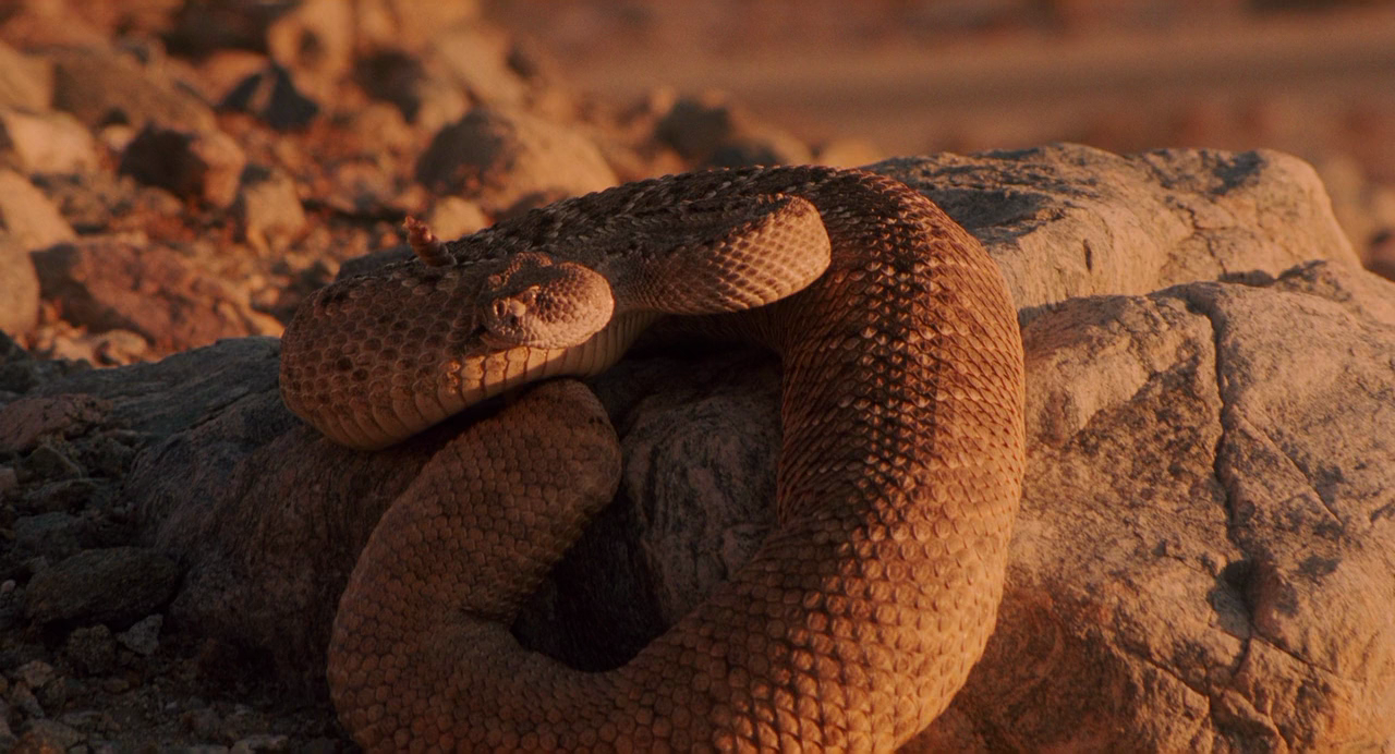 大玩家剧照的剧照