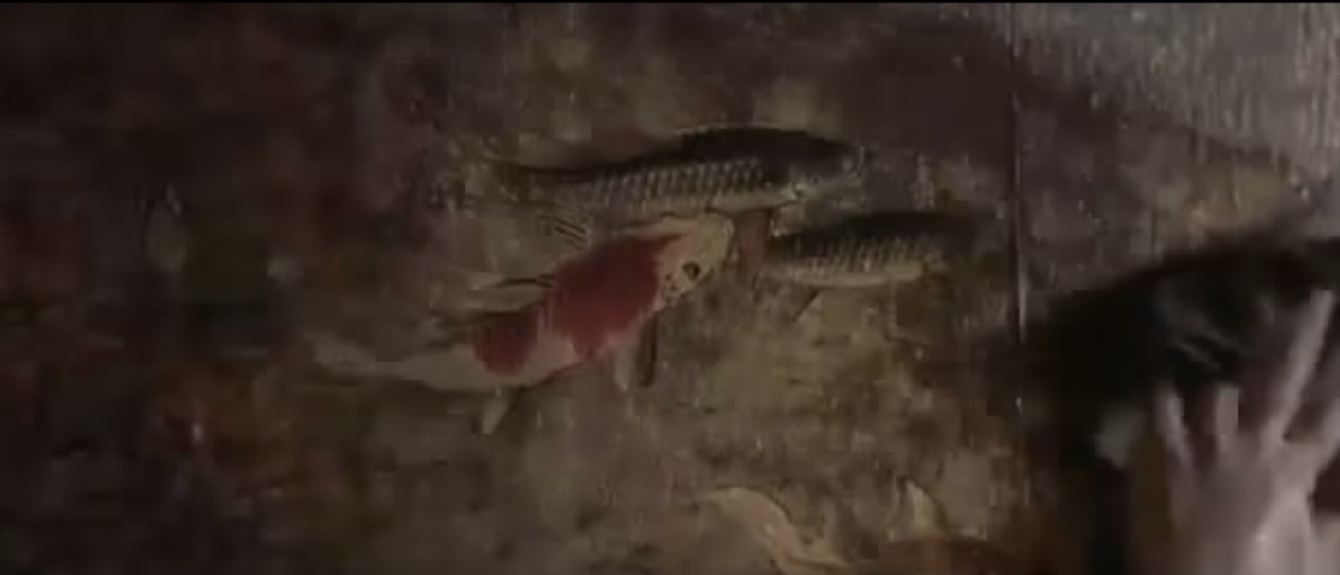 植物学家的中国女孩剧照的剧照