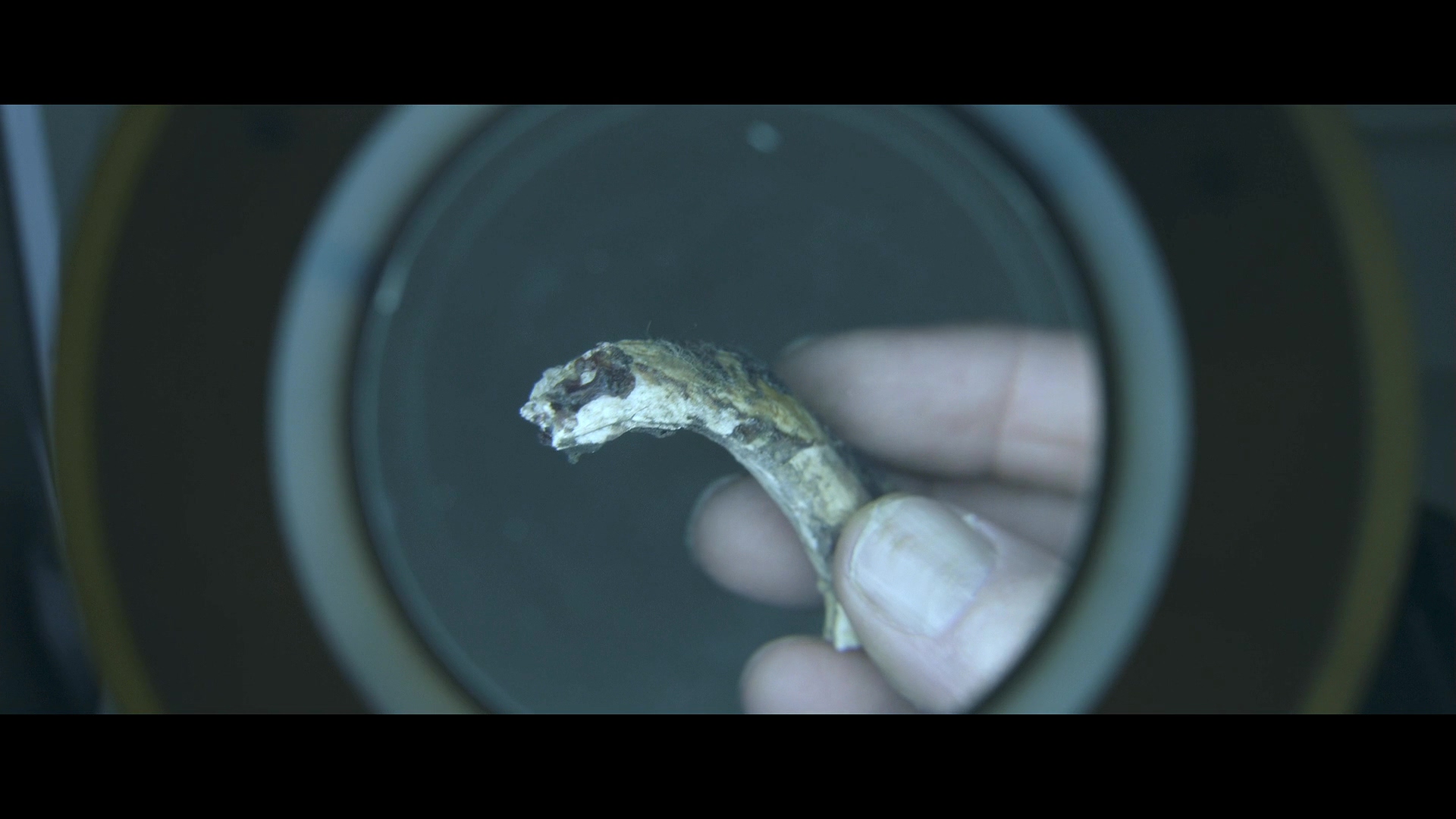 吾辈本如斯剧照的剧照