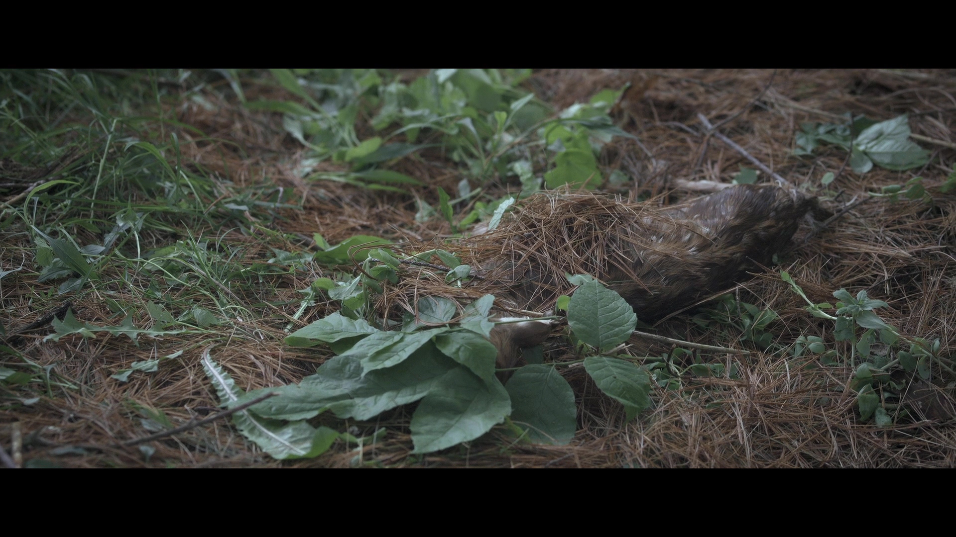 吾辈本如斯剧照的剧照