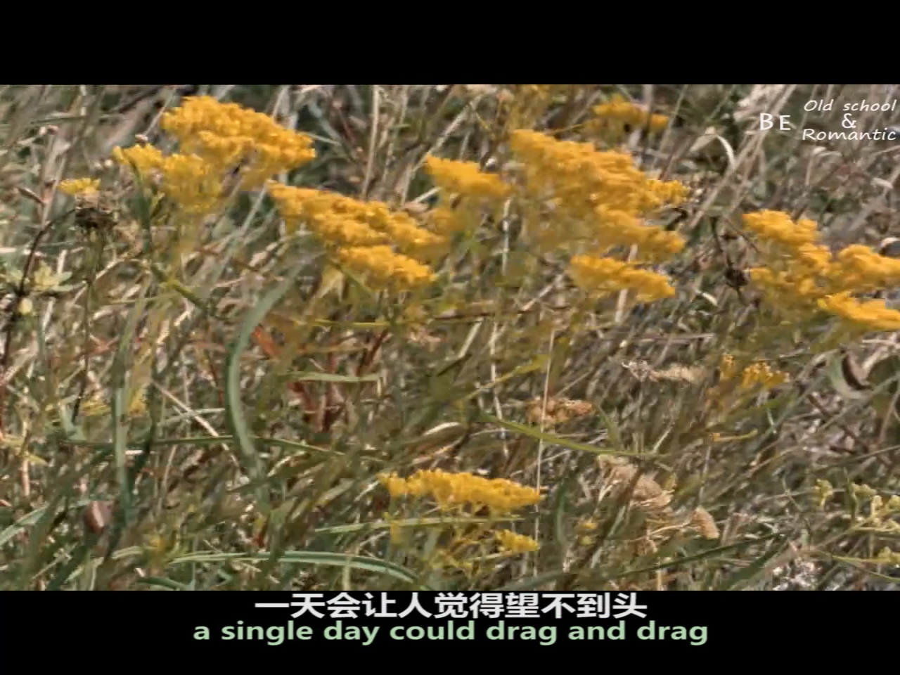 野草蔓生剧照的剧照