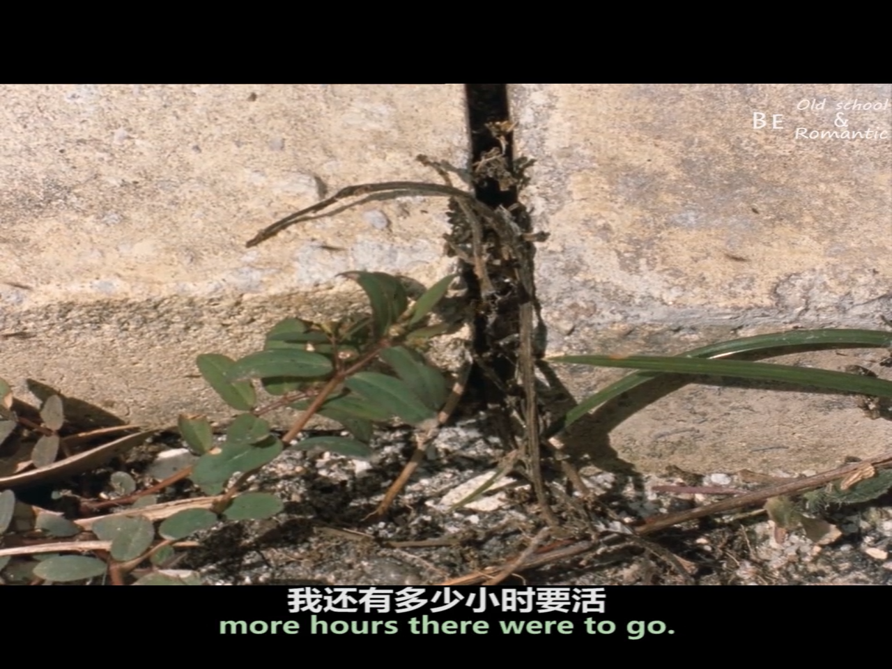 野草蔓生剧照的剧照