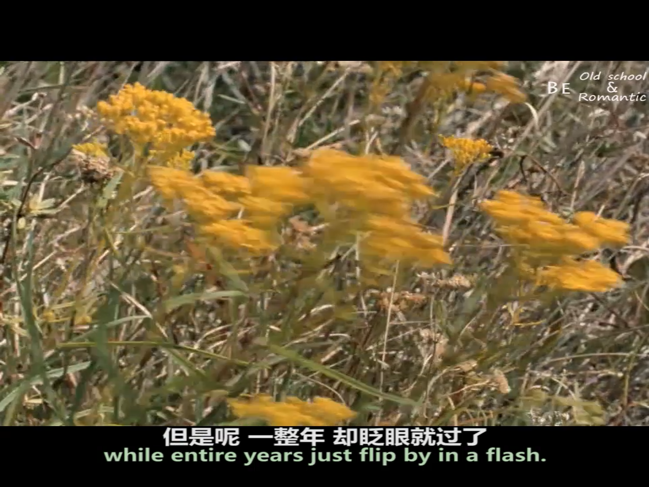 野草蔓生剧照的剧照