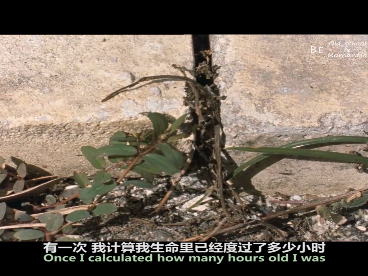 野草蔓生剧照的剧照