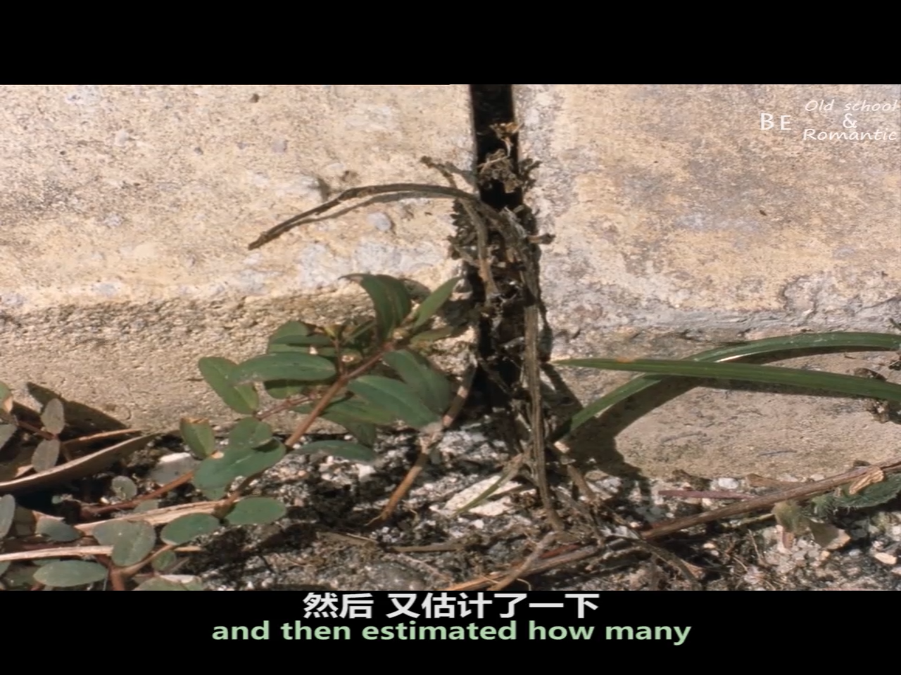 野草蔓生剧照的剧照