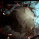 绝对好奇：细胞战场剧照