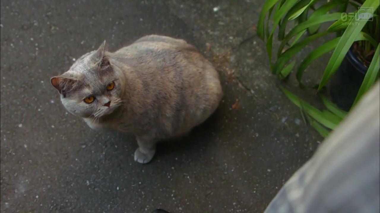 视觉侦探日暮旅人剧照的剧照