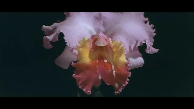 星期五的卧室剧照的剧照