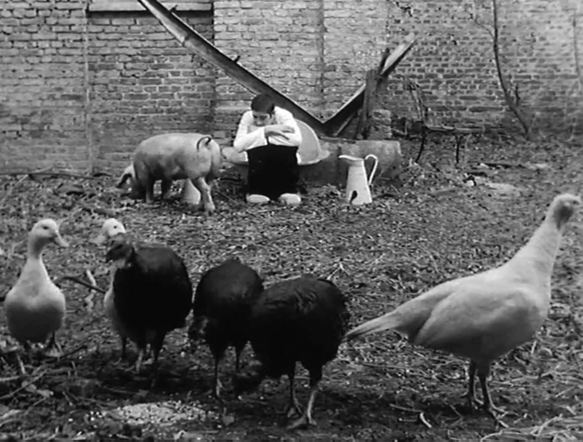 一个人和他的猪剧照的剧照
