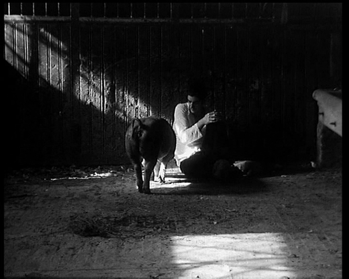 一个人和他的猪剧照的剧照