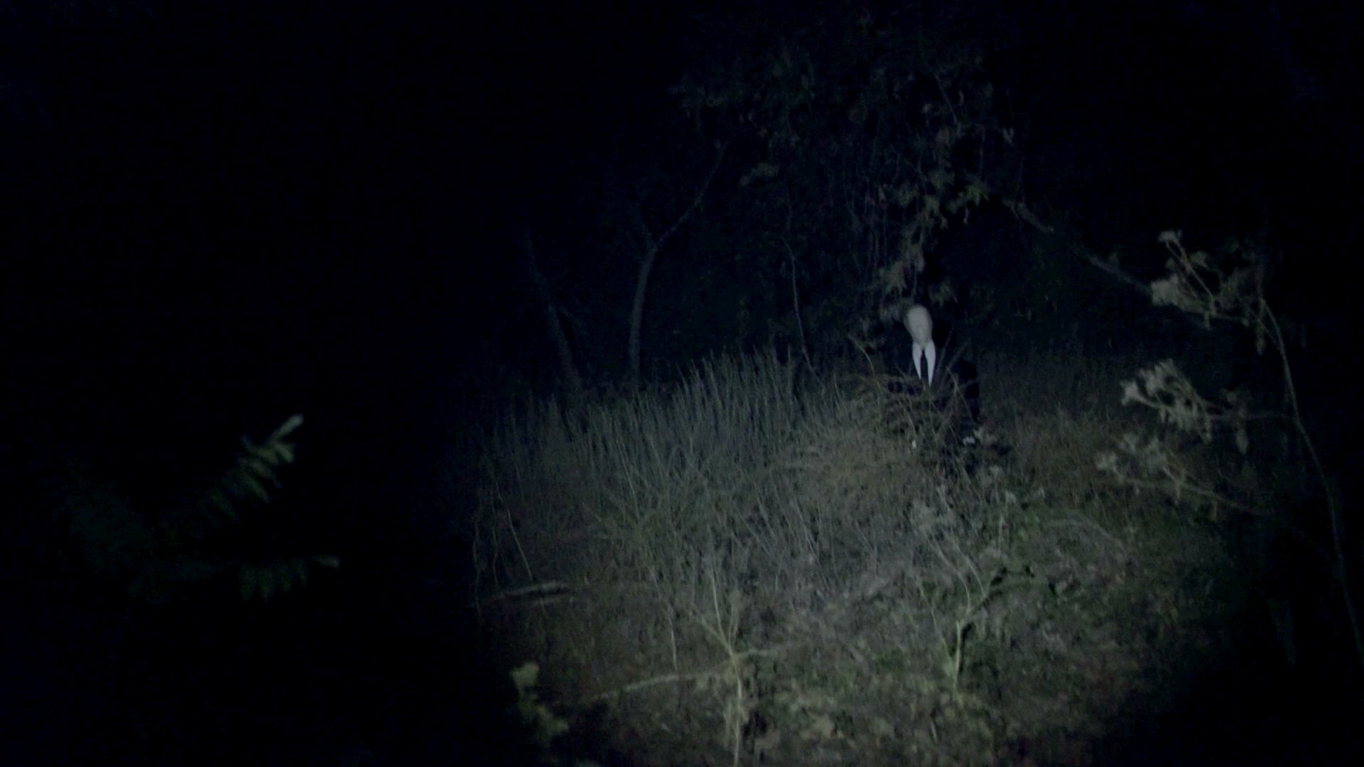 保持关注：大理石黄蜂的故事剧照的剧照