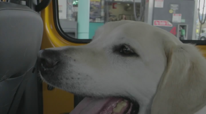 保持关注：大理石黄蜂的故事剧照的剧照