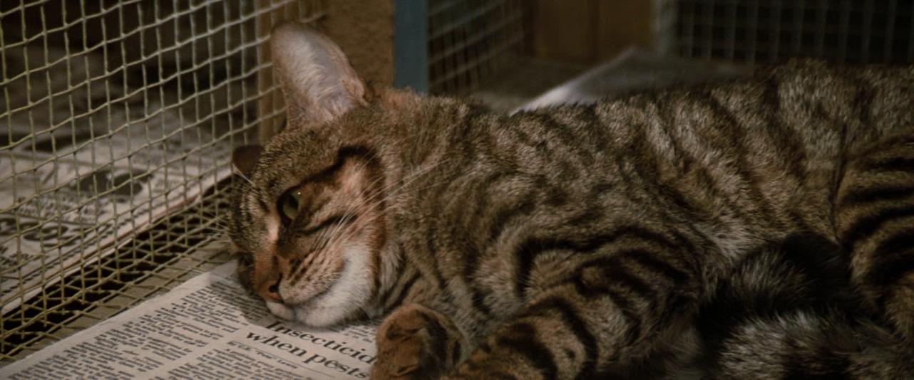 猫眼看人剧照的剧照