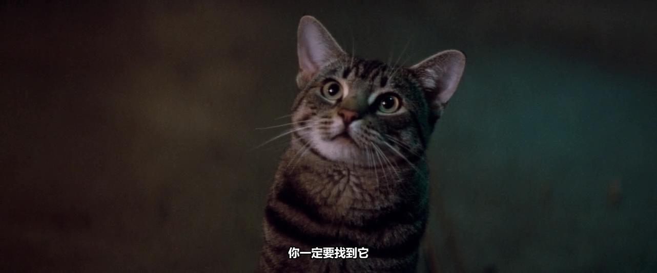 猫眼看人剧照的剧照