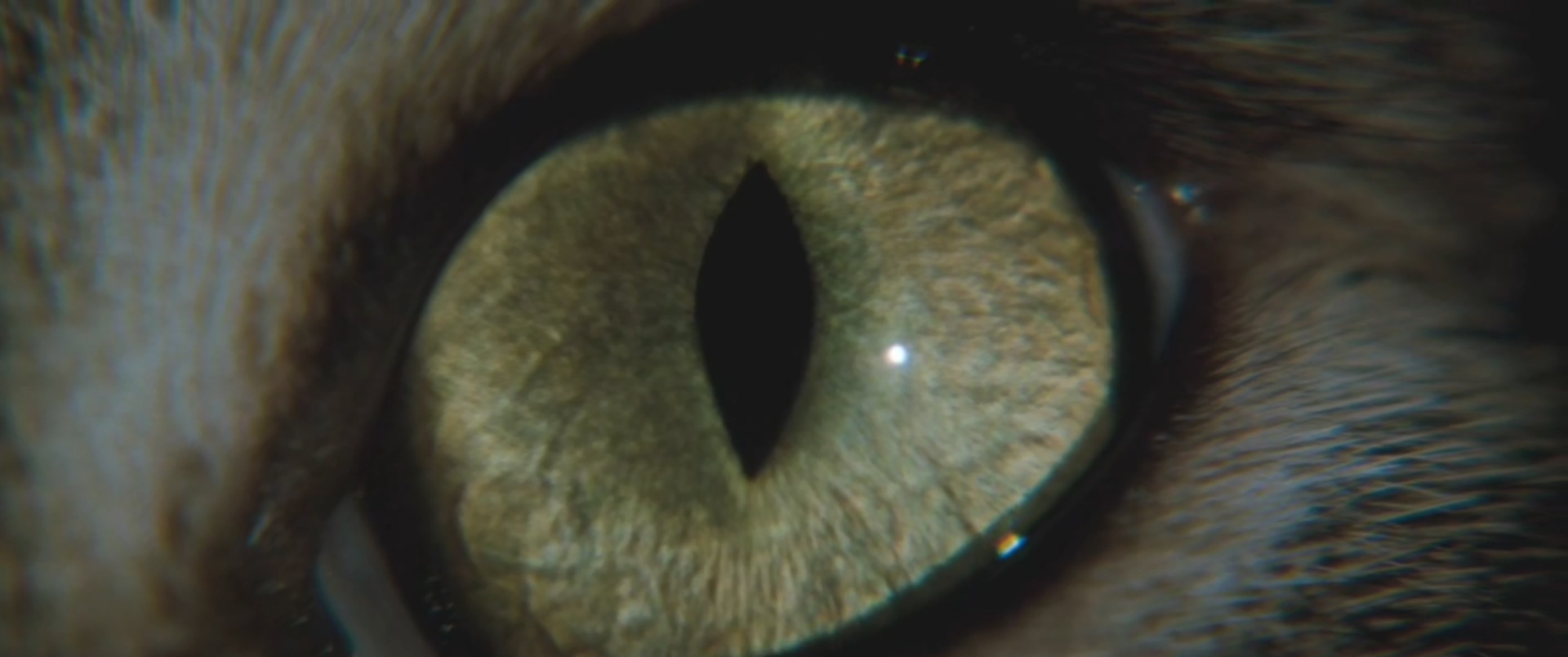 猫眼看人剧照的剧照